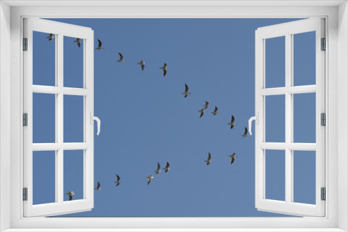 Fototapeta Naklejka Na Ścianę Okno 3D - Flock of migrating birds flying in formation