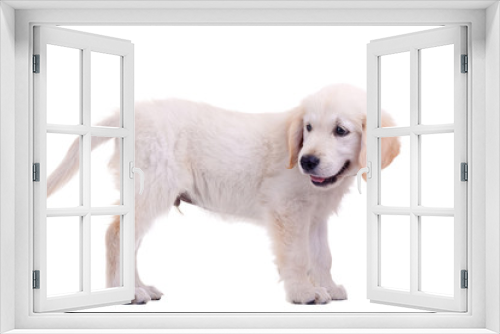 Fototapeta Naklejka Na Ścianę Okno 3D - Puppy Golden Labrador