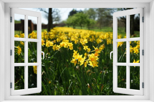 Fototapeta Naklejka Na Ścianę Okno 3D - field of daffodils 