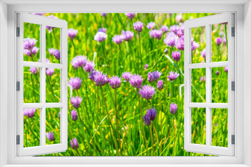 Fototapeta Naklejka Na Ścianę Okno 3D - Field of flowering onions