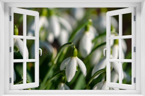 Fototapeta Naklejka Na Ścianę Okno 3D - Schneeglöckchen Blüten Busch