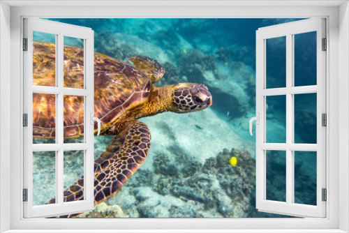 Fototapeta Naklejka Na Ścianę Okno 3D - Grüne Meeresschildkröte schwimmt im Meer vor Hawaii