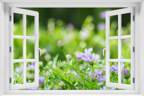 Fototapeta Naklejka Na Ścianę Okno 3D - Blurred image, beautiful flower in garden for nature background
