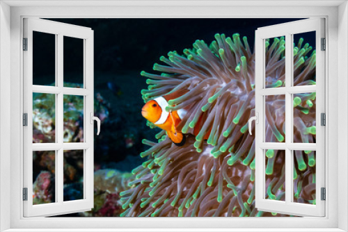 Fototapeta Naklejka Na Ścianę Okno 3D - Beautiful Clownfish in their home anemone on a coral reef in the Andaman Sea