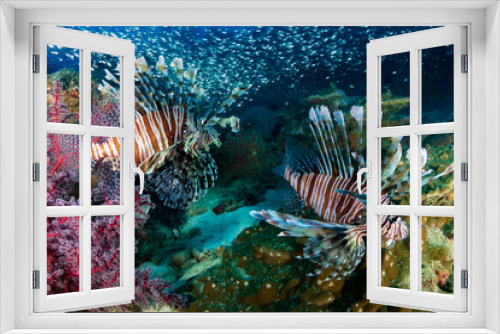 Fototapeta Naklejka Na Ścianę Okno 3D - Multiple colorful Lionfish (Pterois Miles) and soft corals on a tropical reef at sunset (Koh Tachai, Thailand)