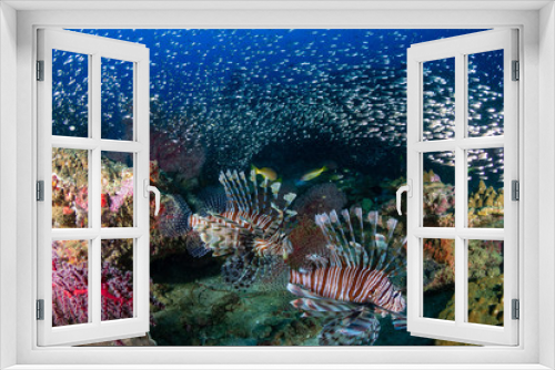 Fototapeta Naklejka Na Ścianę Okno 3D - Multiple colorful Lionfish (Pterois Miles) and soft corals on a tropical reef at sunset (Koh Tachai, Thailand)
