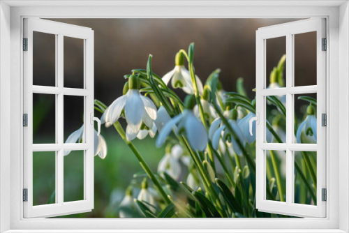 Fototapeta Naklejka Na Ścianę Okno 3D - Schneeglöckchen auf grüner Wiese läuten den Frühling ein