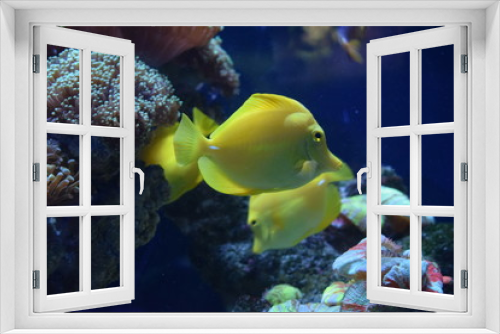 Fototapeta Naklejka Na Ścianę Okno 3D - Zebrasoma is a genus of surgeonfishes native to the Indian and Pacific Oceans. They have disc-shaped bodies and sail-like fins