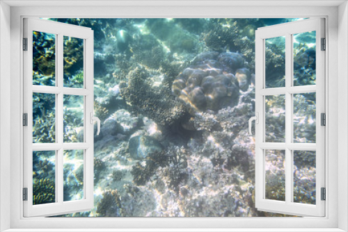 Fototapeta Naklejka Na Ścianę Okno 3D - Snorkeling exploring underwater view - beautiful underwater antler carol reef on the seabed, close up