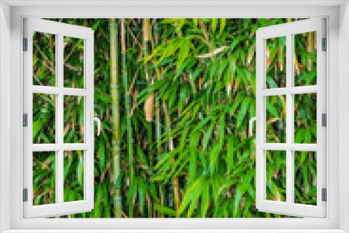 Fototapeta Naklejka Na Ścianę Okno 3D - Green bamboo rainforest vegetation