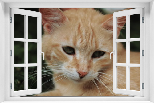 Fototapeta Naklejka Na Ścianę Okno 3D - Gato