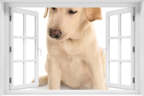 Fototapeta Naklejka Na Ścianę Okno 3D - Adorable labrador dog on white background