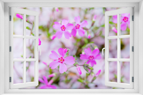 Fototapeta Naklejka Na Ścianę Okno 3D - 散ったサクラの花びらとシバザクラの花