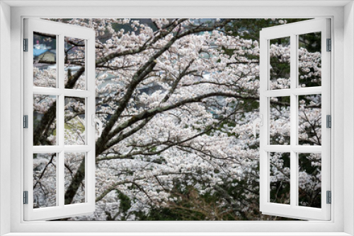 Fototapeta Naklejka Na Ścianę Okno 3D - Cherry blossoms or Sakura at Kawaguchiko lake, Japan