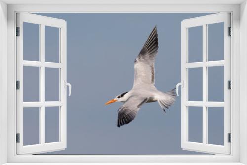 Fototapeta Naklejka Na Ścianę Okno 3D - Royal Tern in flight - Jekyll Island, Georgia