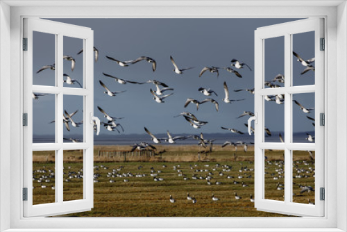 Fototapeta Naklejka Na Ścianę Okno 3D - Birds soar. Lots of birds in the air. Migratory birds. Migration of animals.