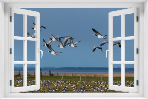 Fototapeta Naklejka Na Ścianę Okno 3D - Birds soar. Lots of birds in the air. Migratory birds. Migration of animals.