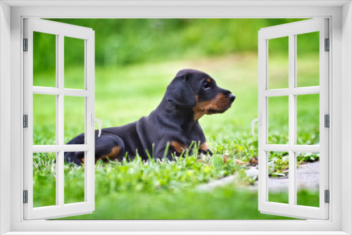 Fototapeta Naklejka Na Ścianę Okno 3D - Doberman puppy in grass. Puppy lies on the green grass