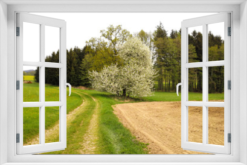 Fototapeta Naklejka Na Ścianę Okno 3D - Spring season blooming fruit tree and forest