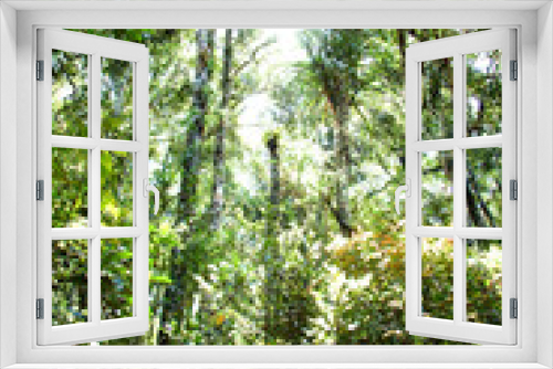 Fototapeta Naklejka Na Ścianę Okno 3D - rainforest canopy