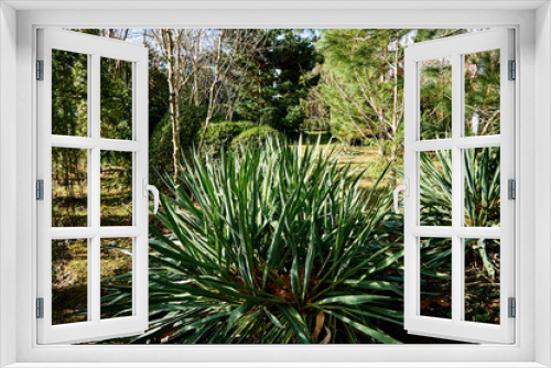 Fototapeta Naklejka Na Ścianę Okno 3D - Green leaves of yucca filamentous in the sun against the background of a winter evergreen garden. In the background are evergreens and the double trunk of American Zantoxilium with thorny thorns.