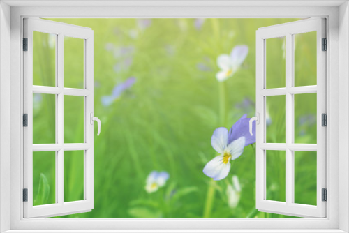 Fototapeta Naklejka Na Ścianę Okno 3D - spring flowers on natural background