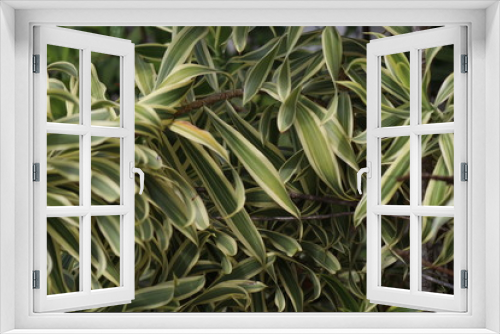 Fototapeta Naklejka Na Ścianę Okno 3D - Green Plant