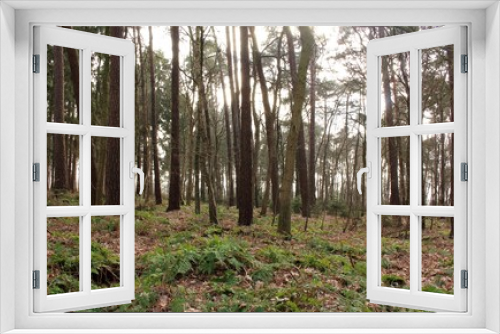 Fototapeta Naklejka Na Ścianę Okno 3D - Der deutsche Wald