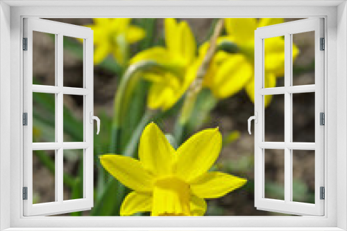 Fototapeta Naklejka Na Ścianę Okno 3D - Flowerbed with yellow small narcissus daffodils in spring.
