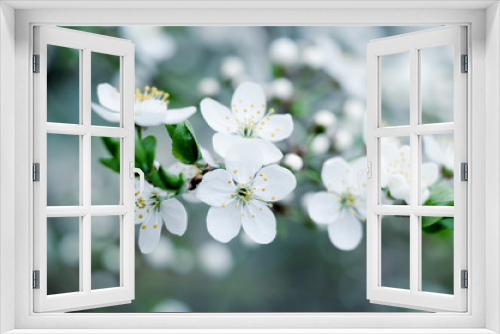 Fototapeta Naklejka Na Ścianę Okno 3D - Cherry tree blossoms. White spring flowers close-up. Soft focus spring seasonal background.