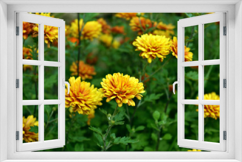 Fototapeta Naklejka Na Ścianę Okno 3D - yellow chrysanthemum in the garden