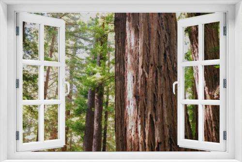 Fototapeta Naklejka Na Ścianę Okno 3D - coastal redwood trees at muir woods national monument