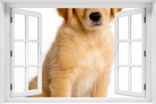 Fototapeta Naklejka Na Ścianę Okno 3D - cute puppy golden retriever seated on a white background