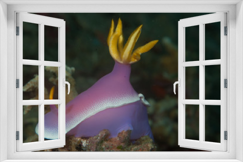 Fototapeta Naklejka Na Ścianę Okno 3D - Hypselodoris bullockii Nudibranch