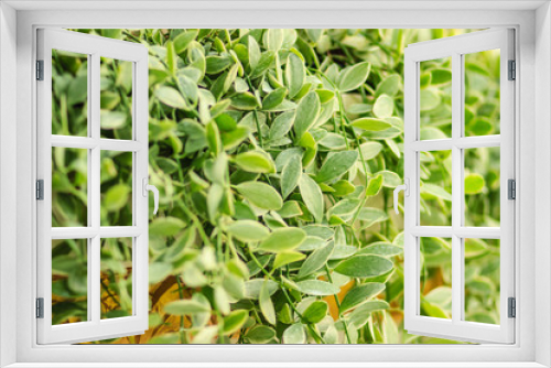 Fototapeta Naklejka Na Ścianę Okno 3D - Green ivy leaves background of dave (Dischidia nummularia variegata), a fantastic green creeper plant that hanging for garden and interior decoration. Selective focus