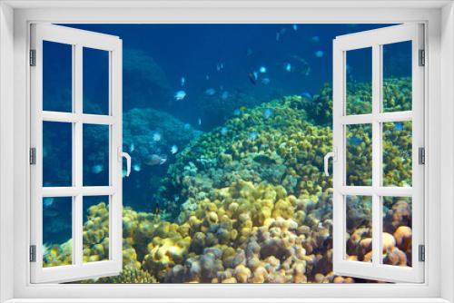 Fototapeta Naklejka Na Ścianę Okno 3D - coral reef in the Red Sea
