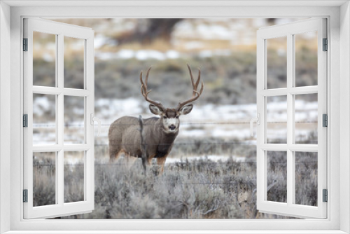 Fototapeta Naklejka Na Ścianę Okno 3D - Mule deer buck in late autumn during the rut in Wyoming