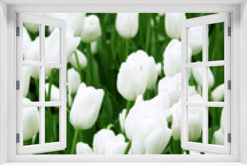 Fototapeta Naklejka Na Ścianę Okno 3D - White tulips