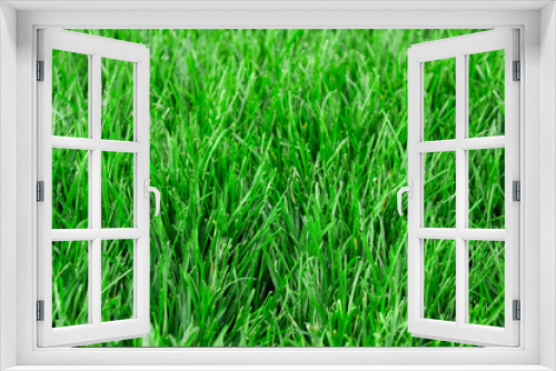 Fototapeta Naklejka Na Ścianę Okno 3D - Green grass