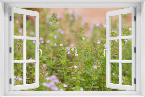 Fototapeta Naklejka Na Ścianę Okno 3D - レモンタイムの花