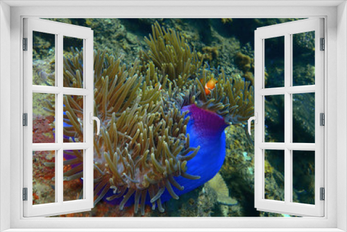 Fototapeta Naklejka Na Ścianę Okno 3D - Close-up with Anemone fish in underwater world diving Sabah, Borneo.       