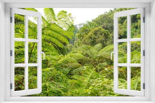 Fototapeta Naklejka Na Ścianę Okno 3D -  Forest Fern Plants