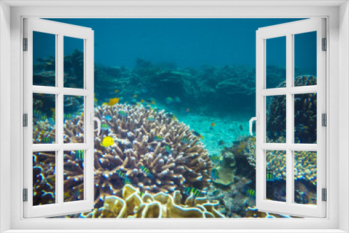 Fototapeta Naklejka Na Ścianę Okno 3D - coral, coralline, sea fan, brown soft coral with sunlight in similan, Myanmar - Image