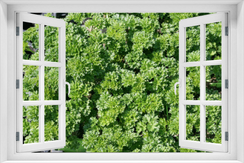 Fototapeta Naklejka Na Ścianę Okno 3D - Persil frisé dans le jardin, herbe aromatique