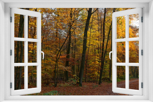 Fototapeta Naklejka Na Ścianę Okno 3D - Herbstwald bei Ratingen, NRW, Deutschland