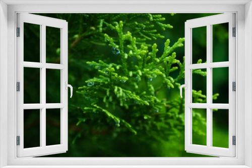 Fototapeta Naklejka Na Ścianę Okno 3D - background of green leaves spruce