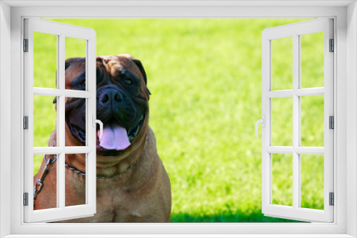 Fototapeta Naklejka Na Ścianę Okno 3D - Dog breed Bullmastiff