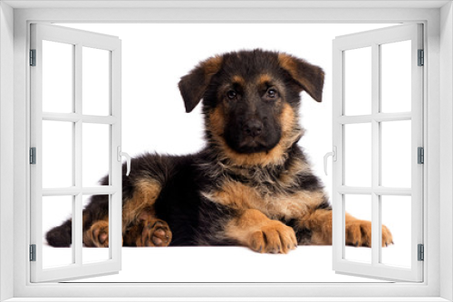 Fototapeta Naklejka Na Ścianę Okno 3D - shepherd puppy isolated