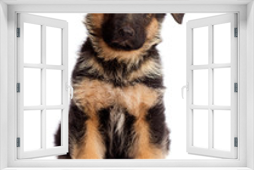 Fototapeta Naklejka Na Ścianę Okno 3D - shepherd puppy isolated