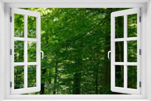 Fototapeta Naklejka Na Ścianę Okno 3D - Wald aus Rotbuche, Schellerhau, Sachsen, Deutschland